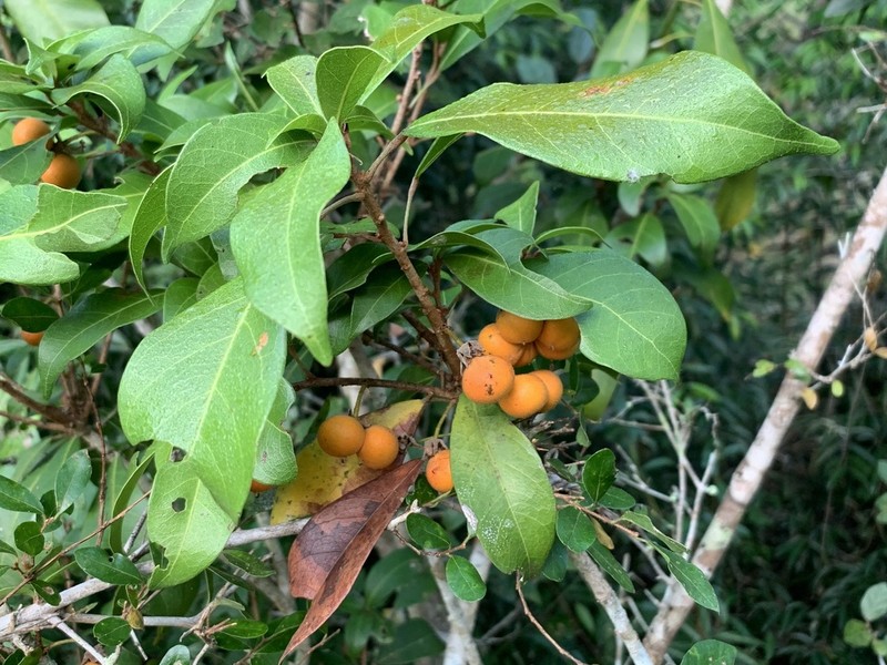 Cola dorrii photo 7