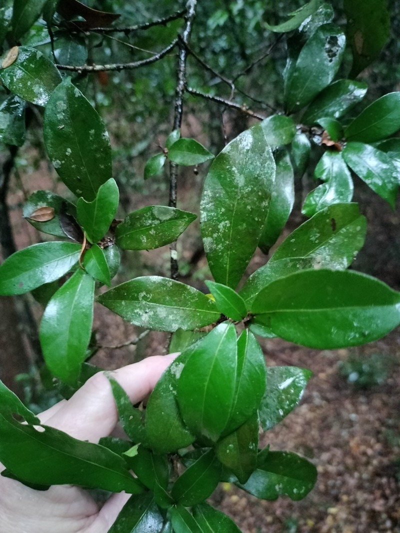 Cola dorrii photo 8