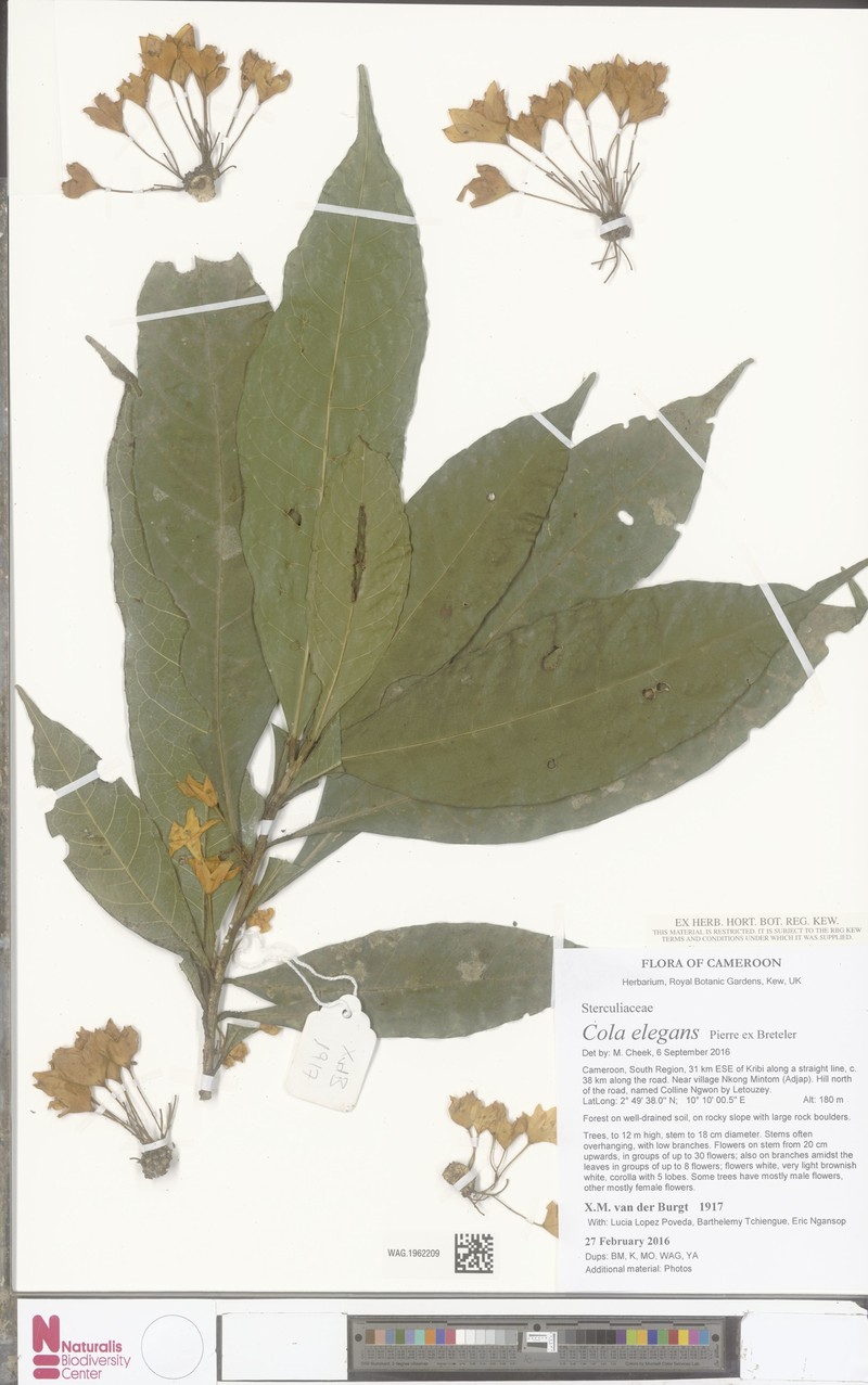Cola elegans