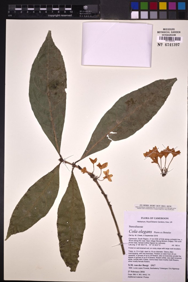 Cola elegans photo 2