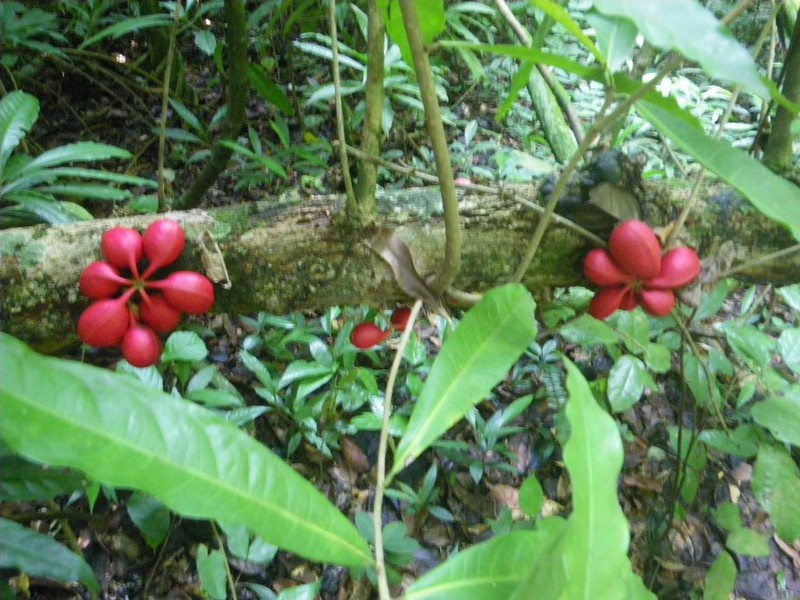 Cola elegans photo 3