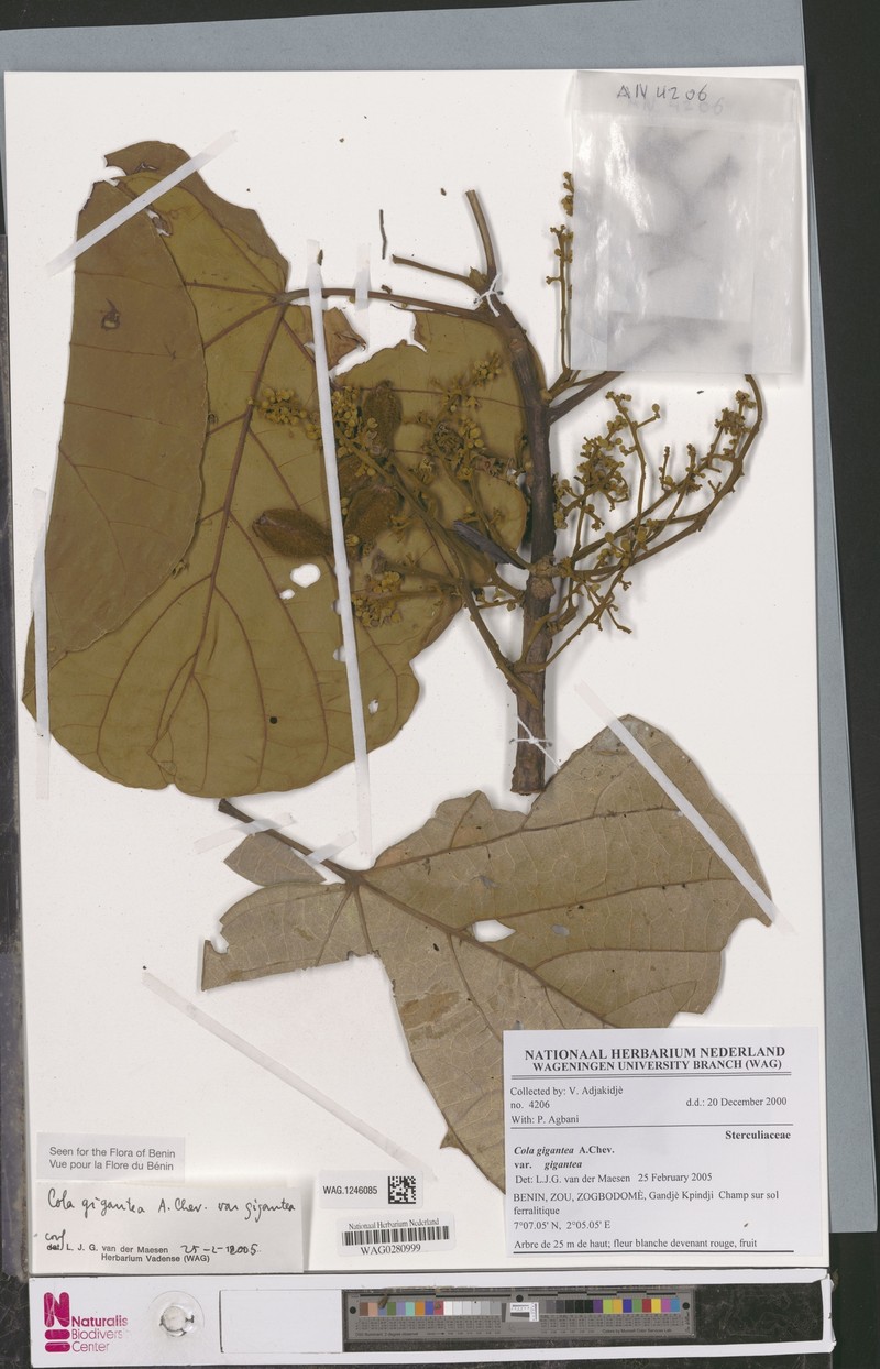 Cola gigantea var. gigantea