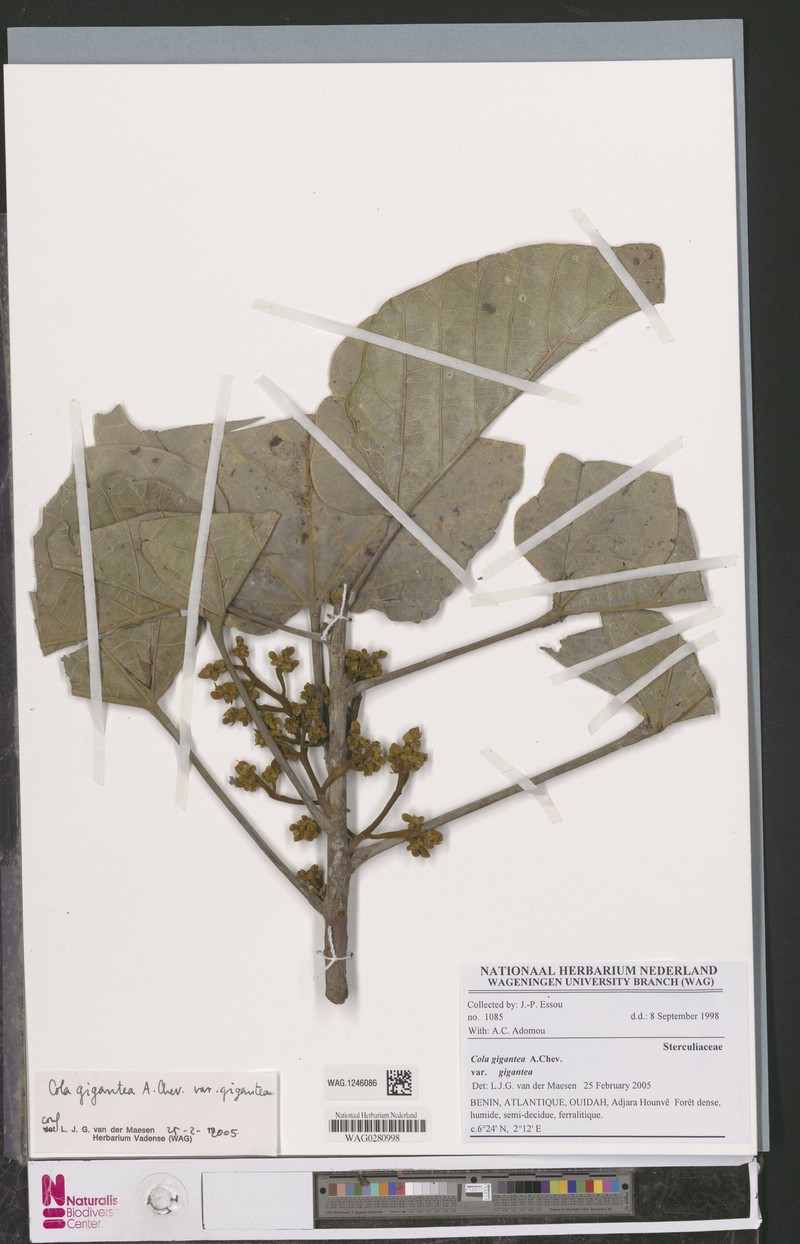 Cola gigantea var. gigantea photo 2
