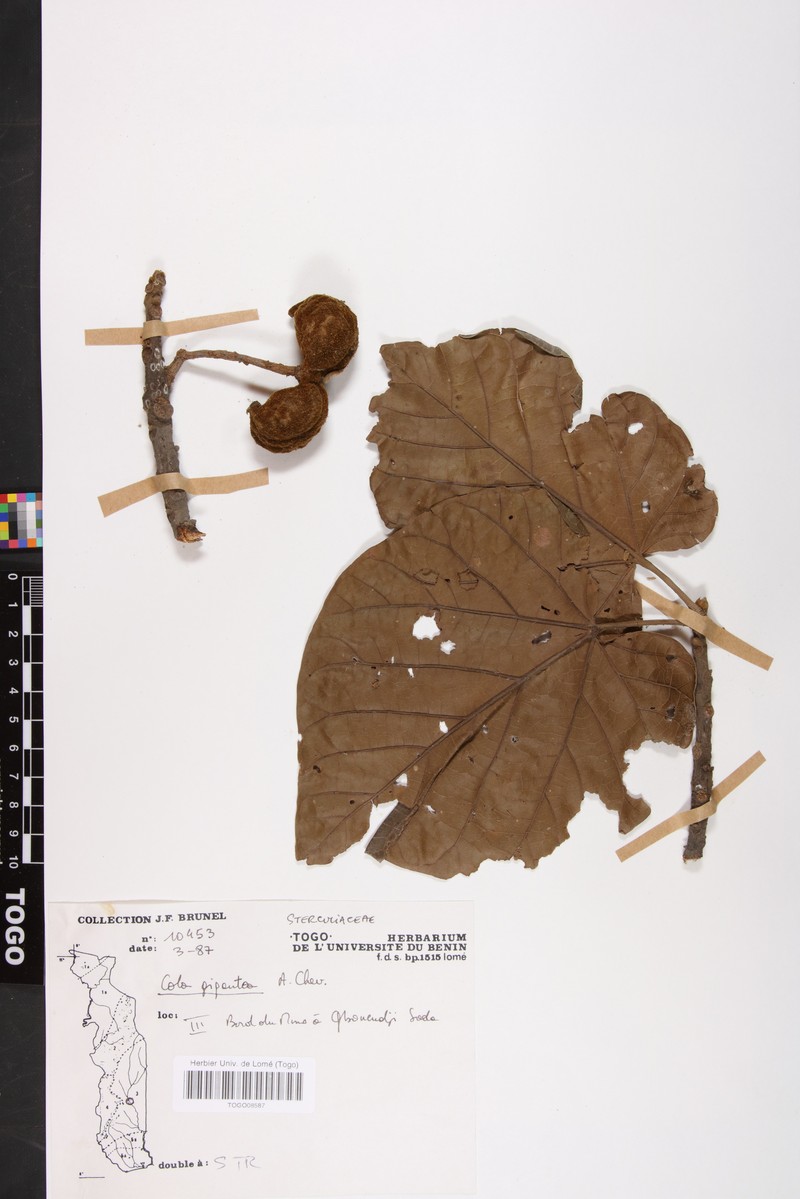 Cola gigantea var. gigantea photo 3