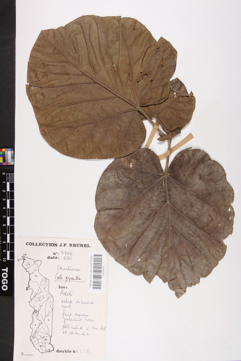 Cola gigantea var. gigantea photo 4