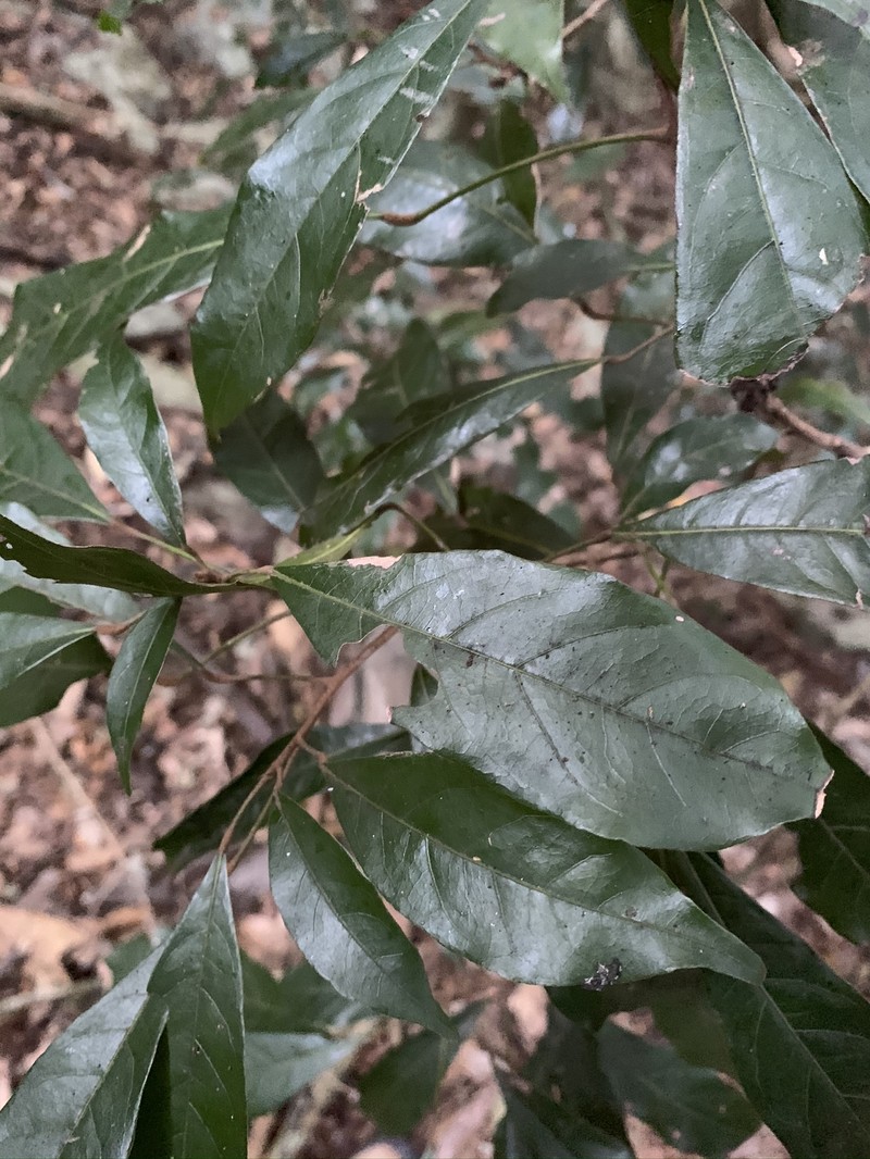 Cola greenwayi var. greenwayi