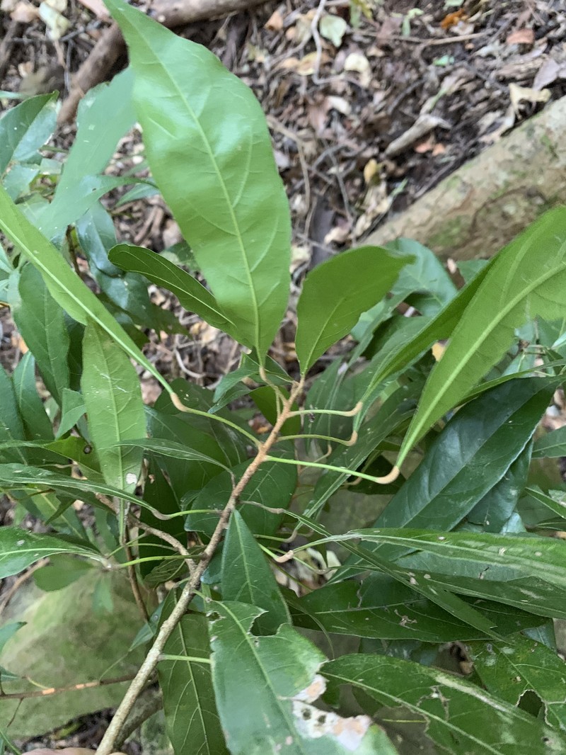Cola greenwayi var. greenwayi photo 2
