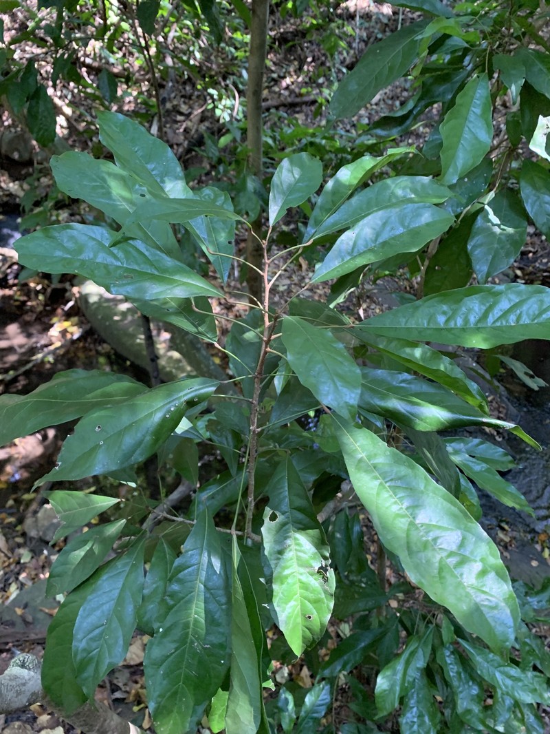Cola greenwayi var. greenwayi photo 3