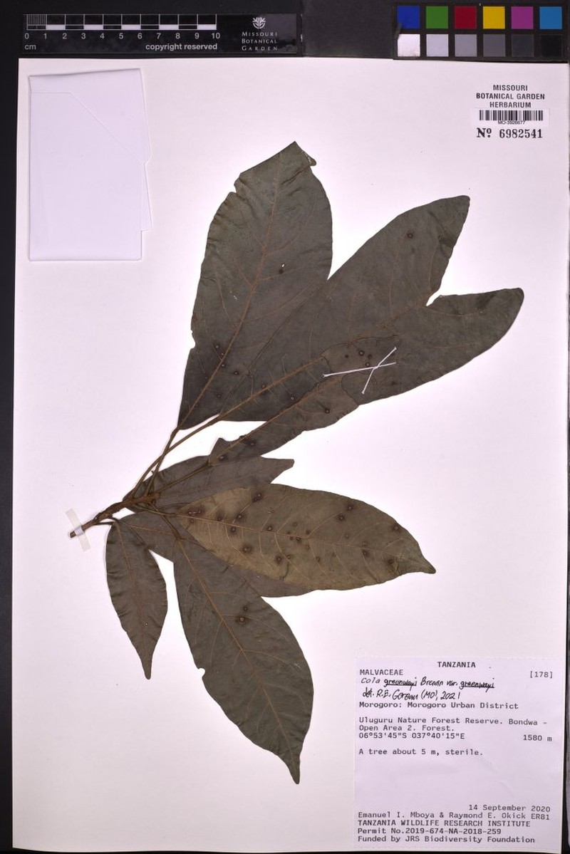 Cola greenwayi var. greenwayi photo 4