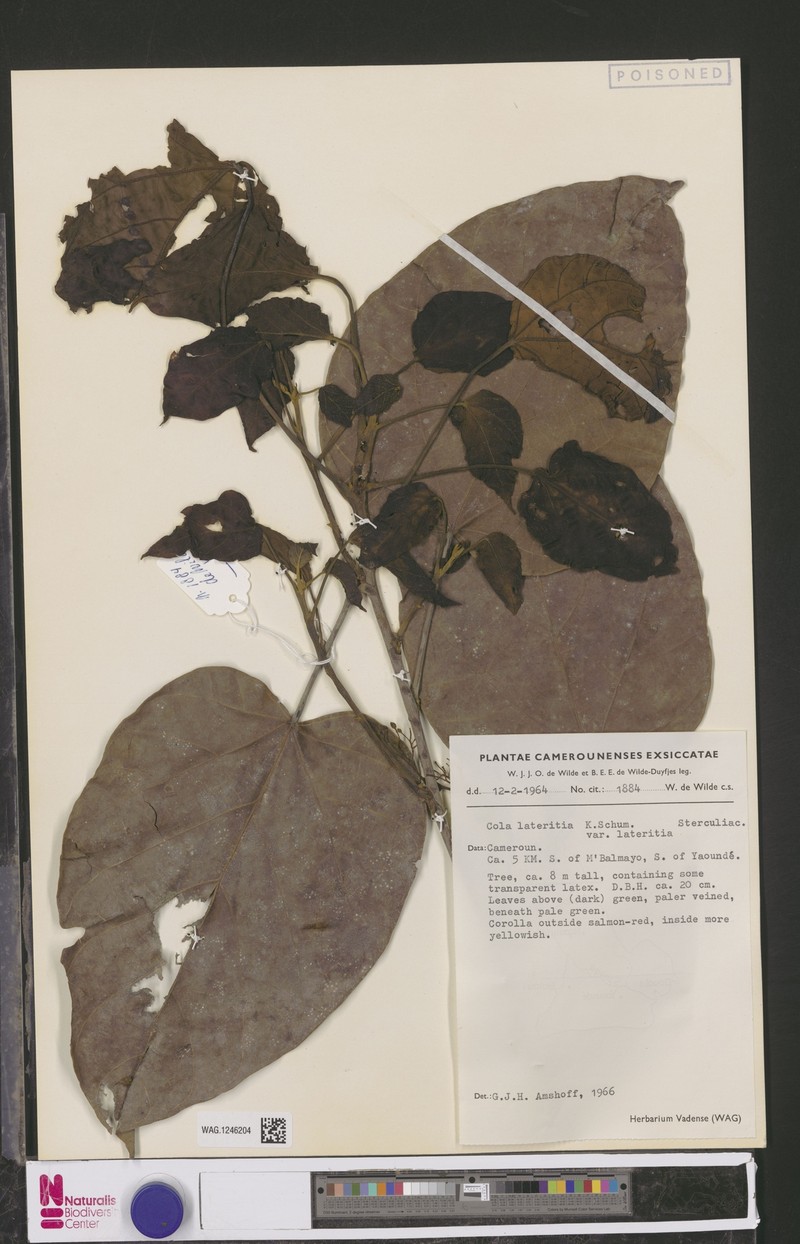 Cola lateritia var. lateritia