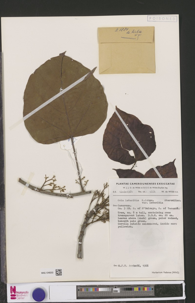 Cola lateritia var. lateritia photo 2