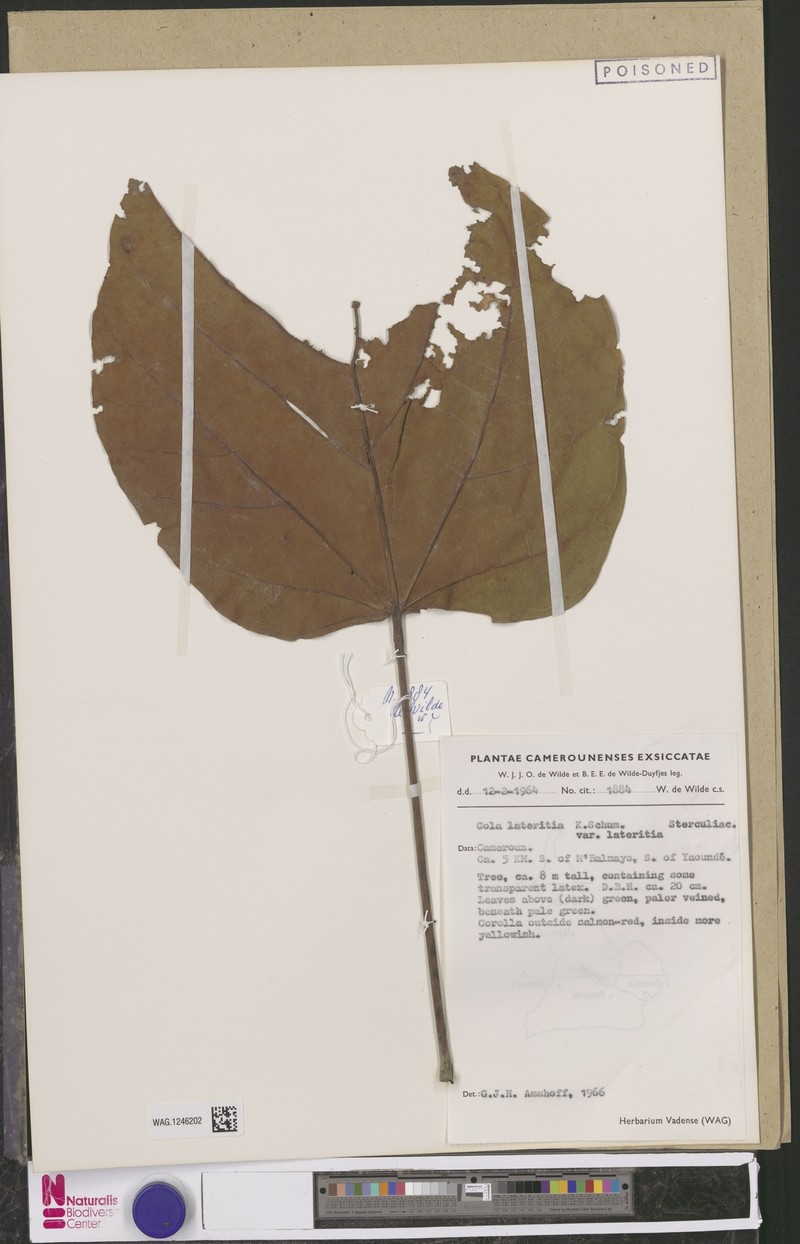 Cola lateritia var. lateritia photo 3