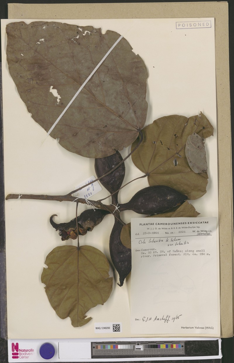 Cola lateritia var. lateritia photo 4