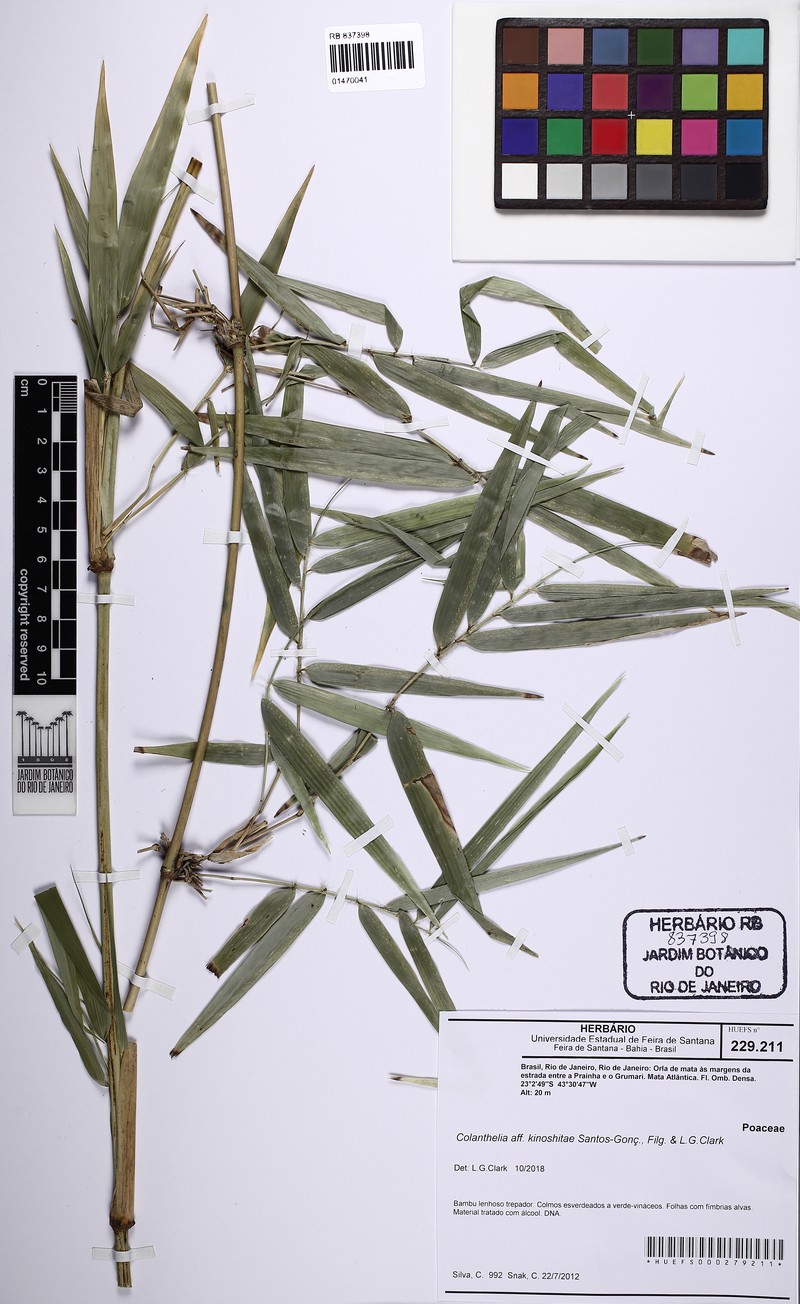 Colanthelia kinoshitae