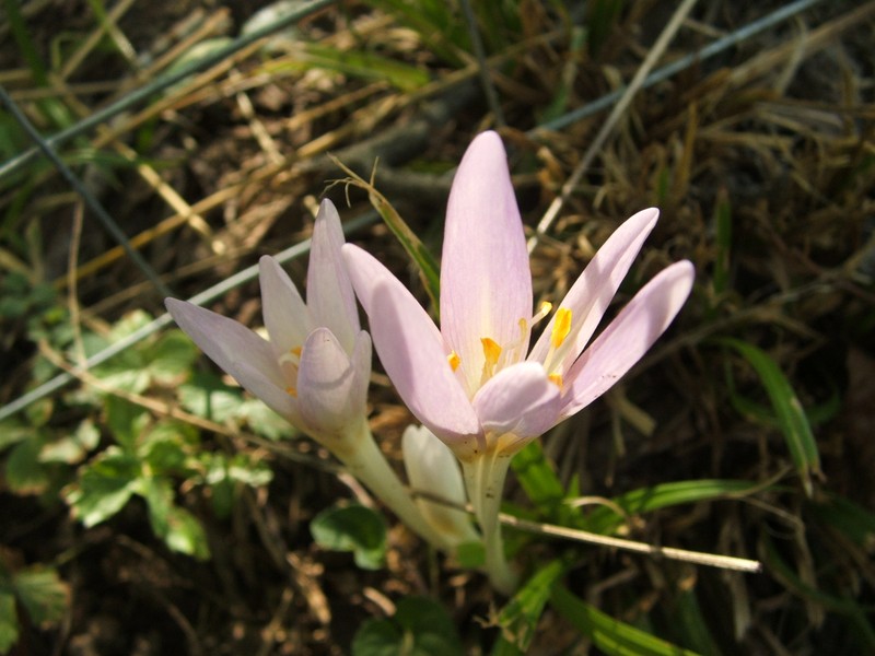 Autumn Crocus photo 2