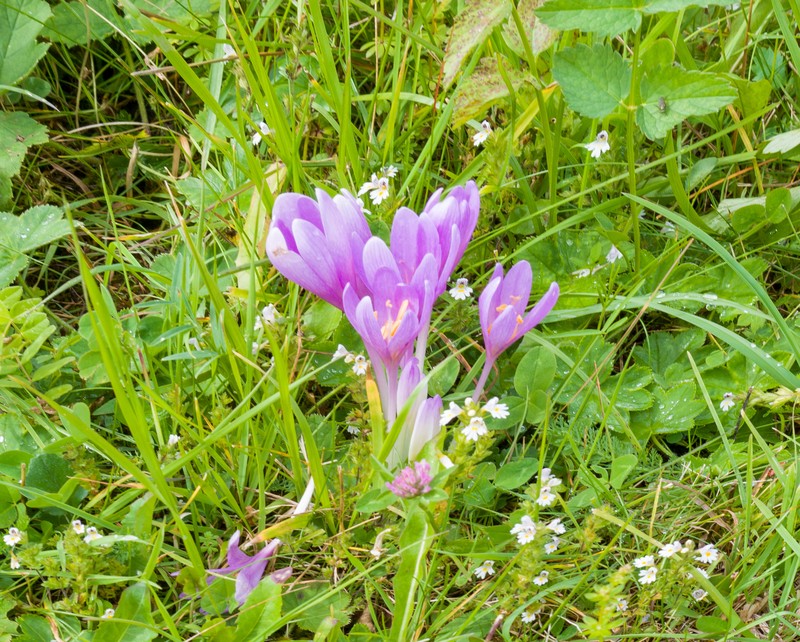 Autumn Crocus photo 3