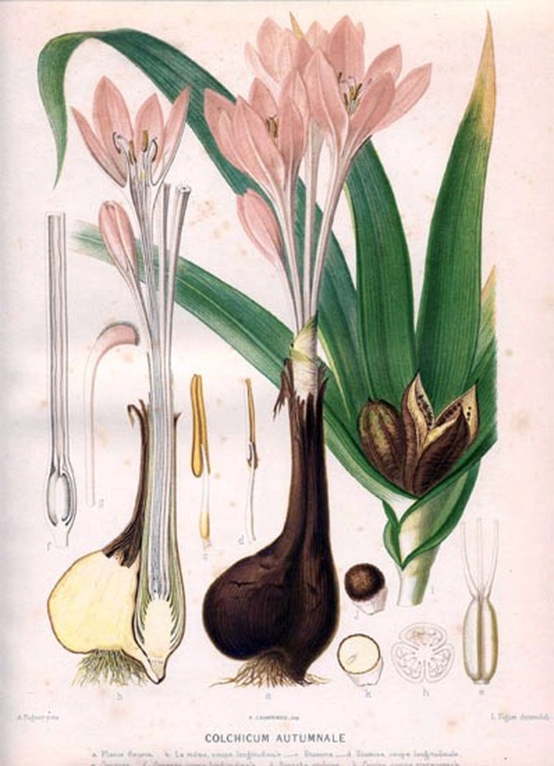 Autumn Crocus photo 4