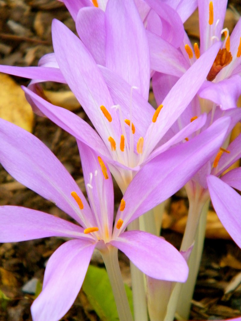 Autumn Crocus photo 6