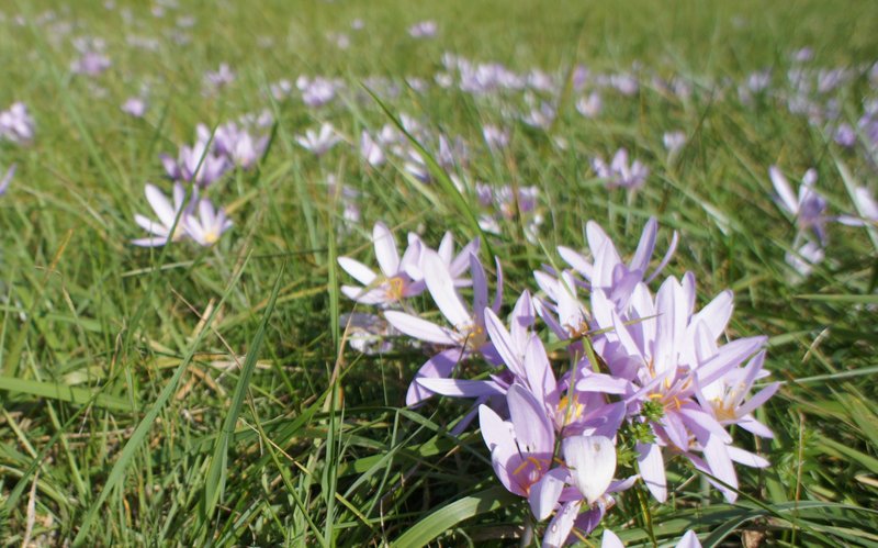 Autumn Crocus photo 7