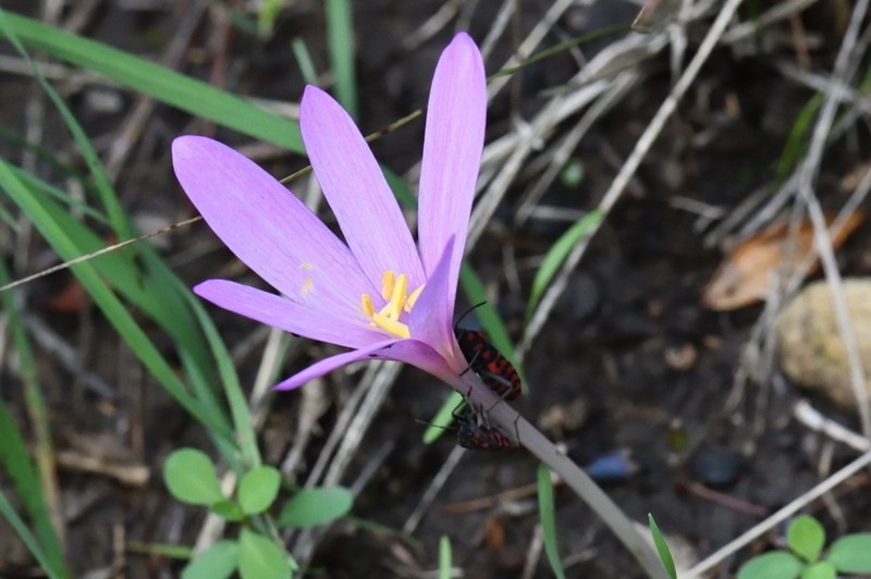 Colchicum paranquei