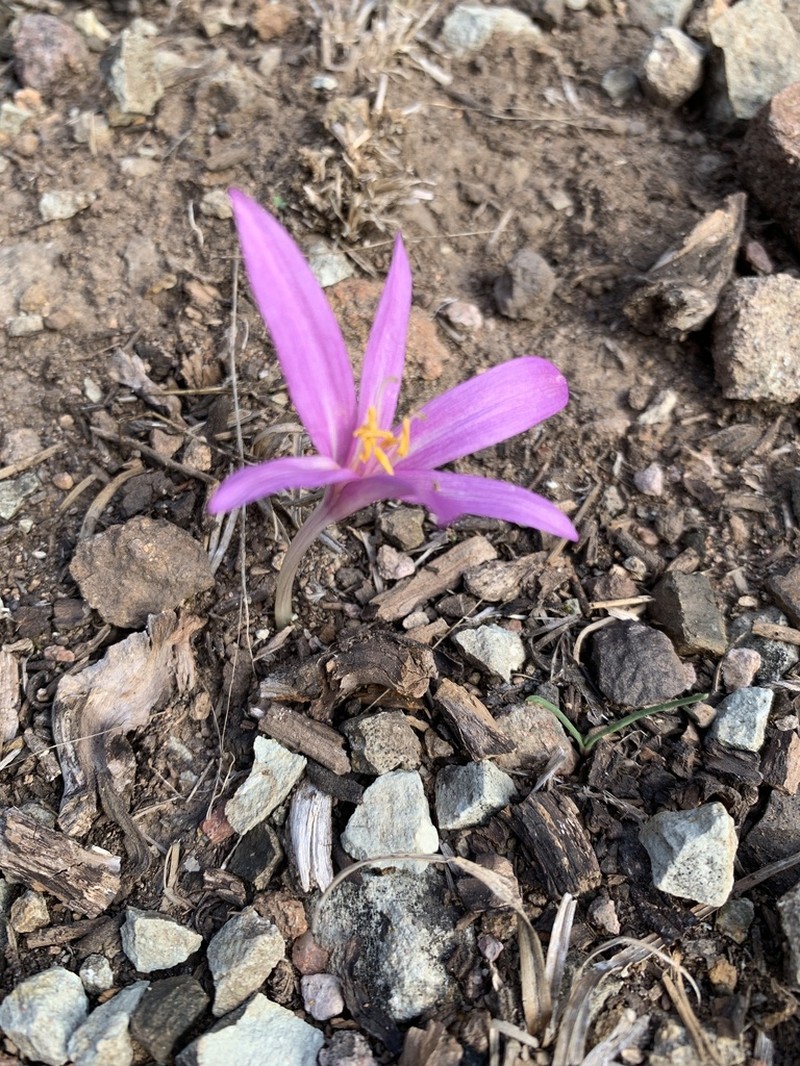 Colchicum paranquei photo 2