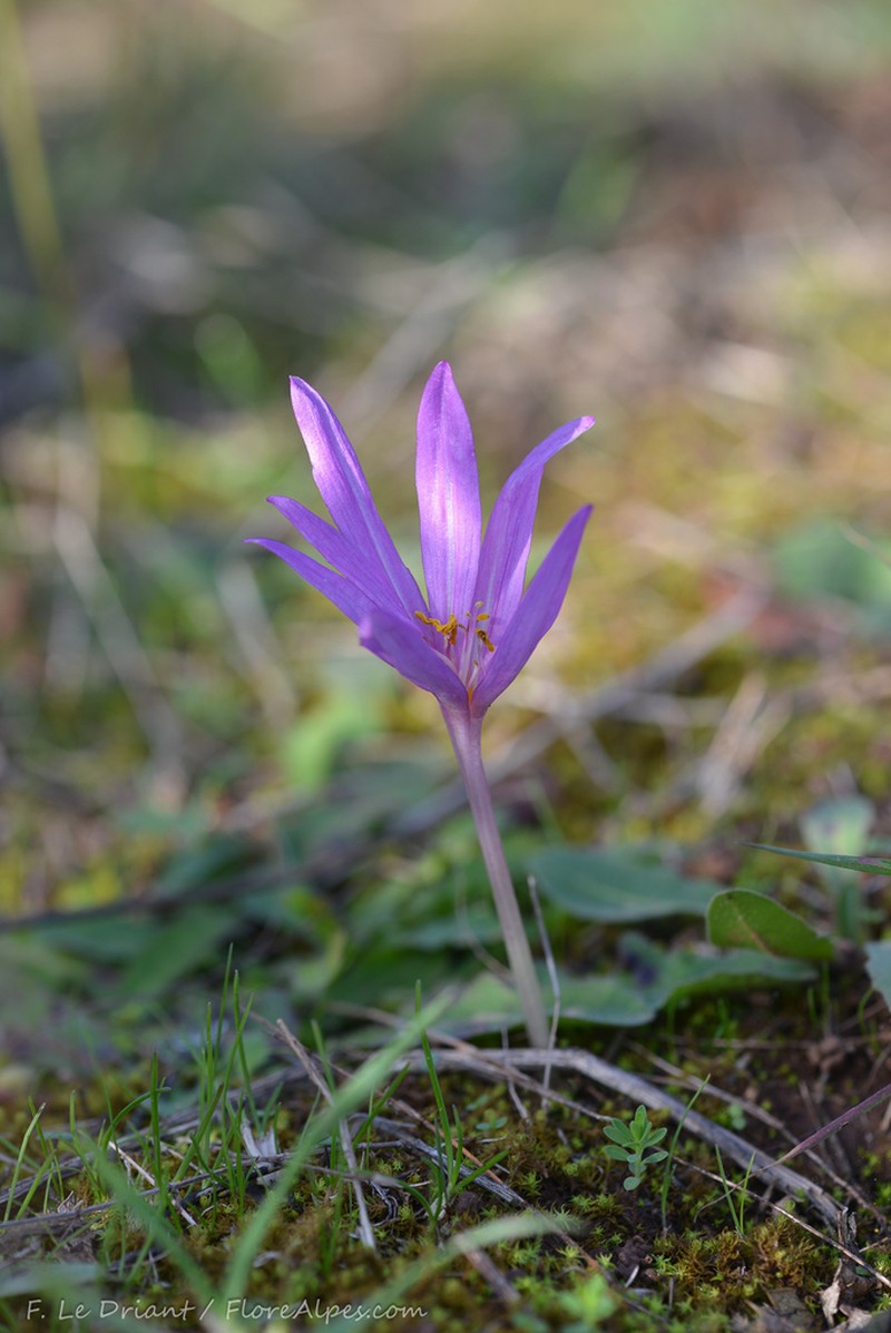 Colchicum paranquei photo 3