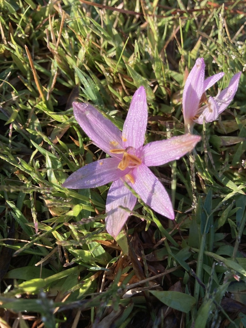 Colchicum paranquei photo 4