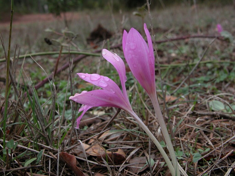 Colchicum paranquei photo 5