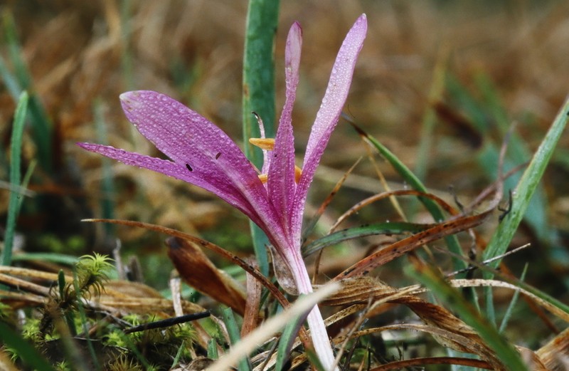 Colchicum paranquei photo 6