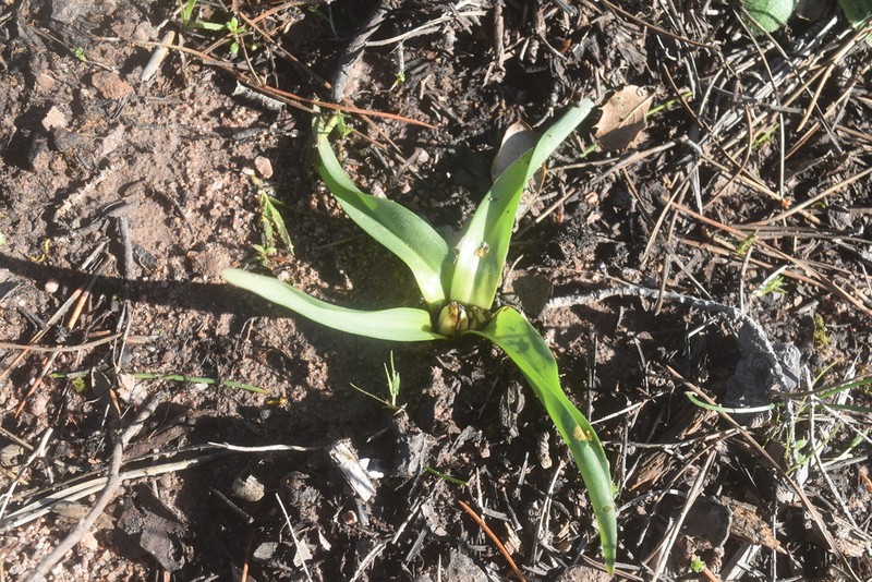 Colchicum paranquei photo 7