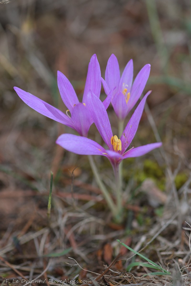 Colchicum paranquei photo 8