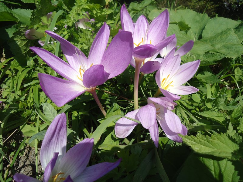 Showy Colchicum