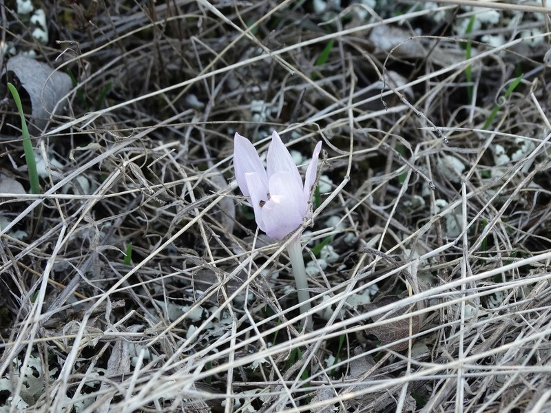 Colchicum tulakii photo 2