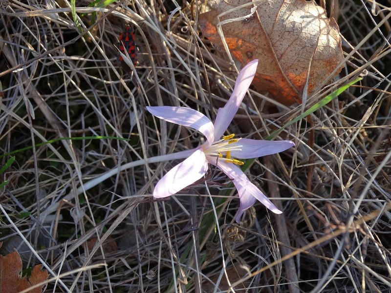Colchicum tulakii photo 3