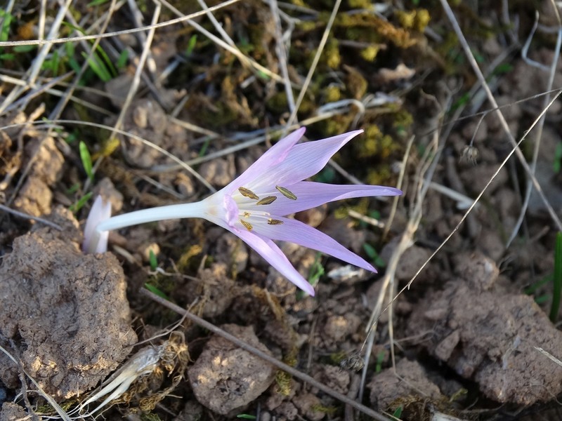 Colchicum tulakii photo 4