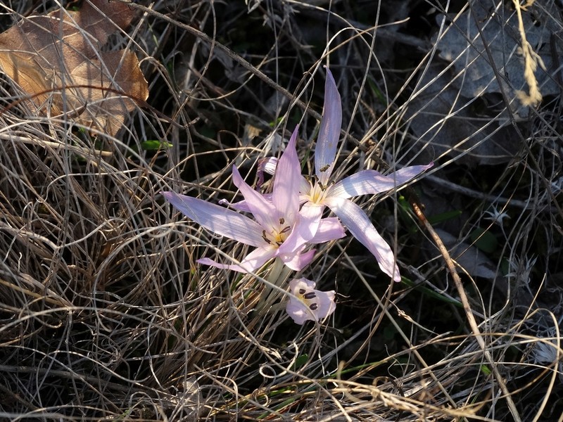 Colchicum tulakii photo 5