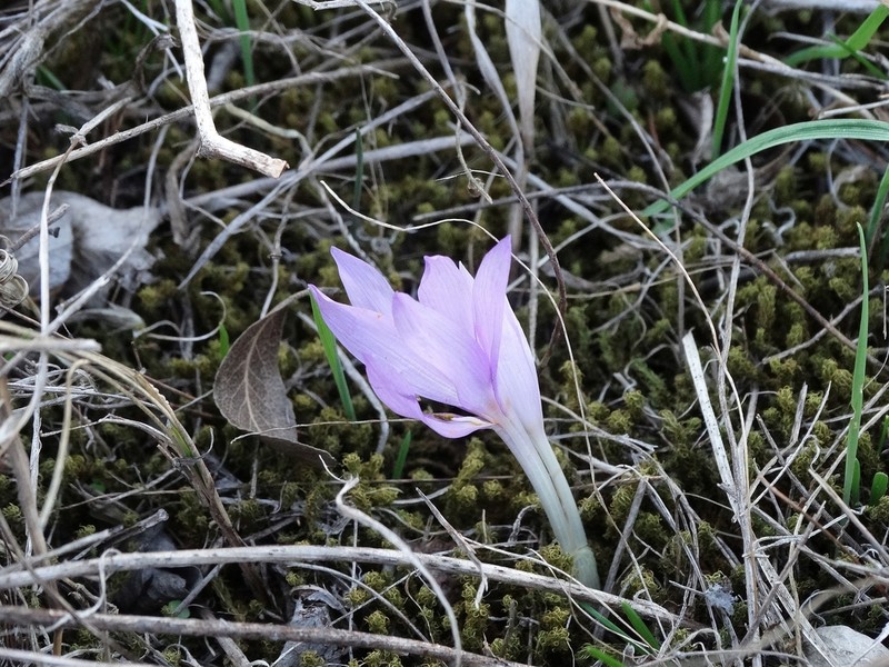 Colchicum tulakii photo 7