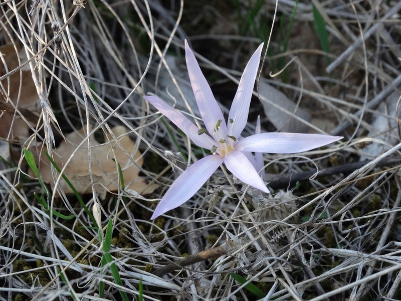 Colchicum tulakii photo 8