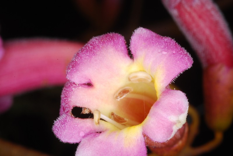 Colea comorensis