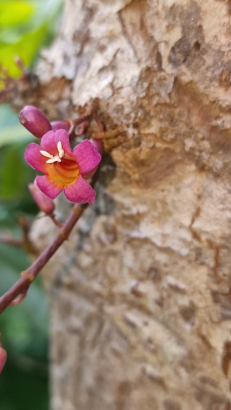 Colea comorensis photo 3
