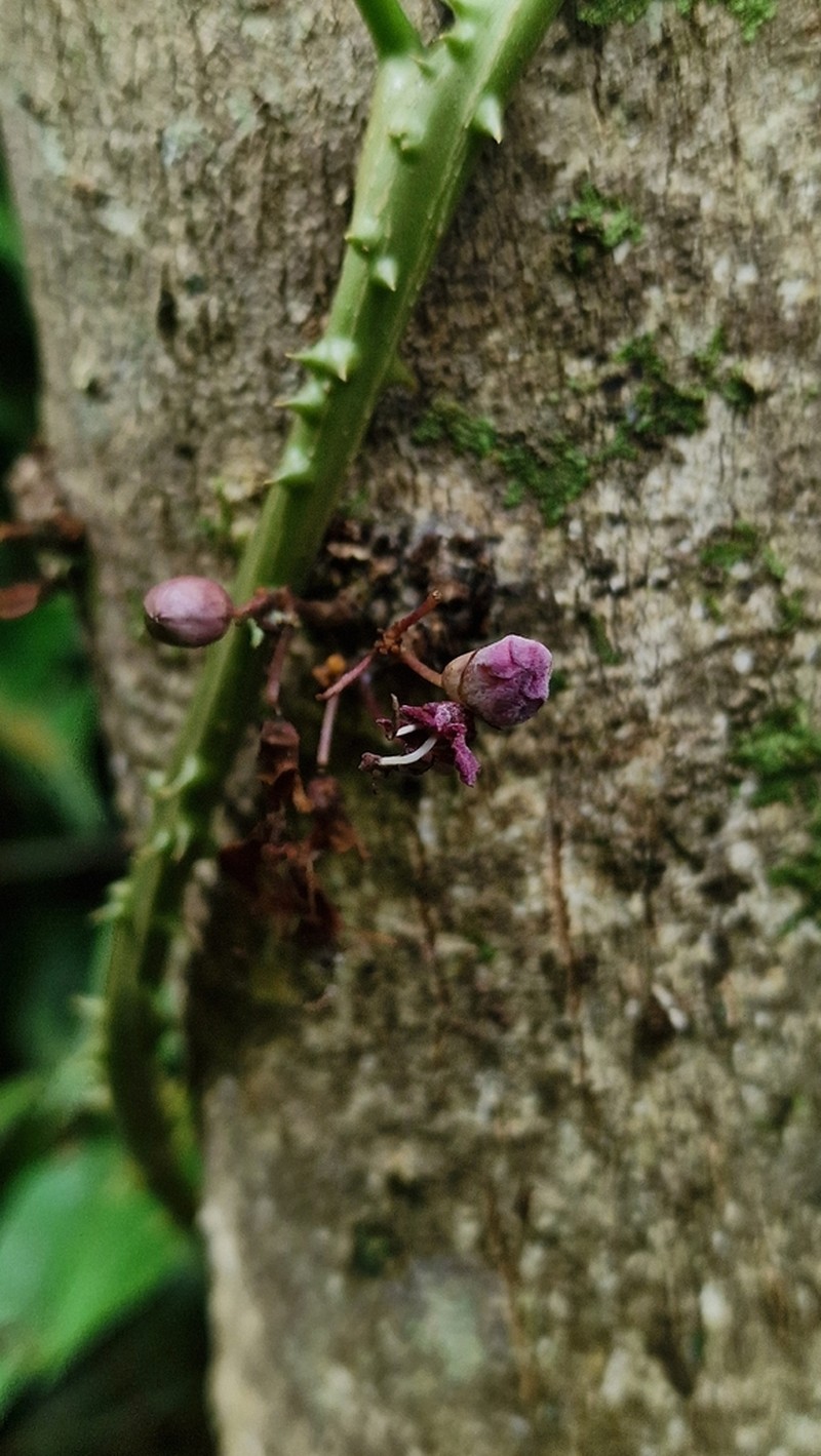 Colea comorensis photo 4