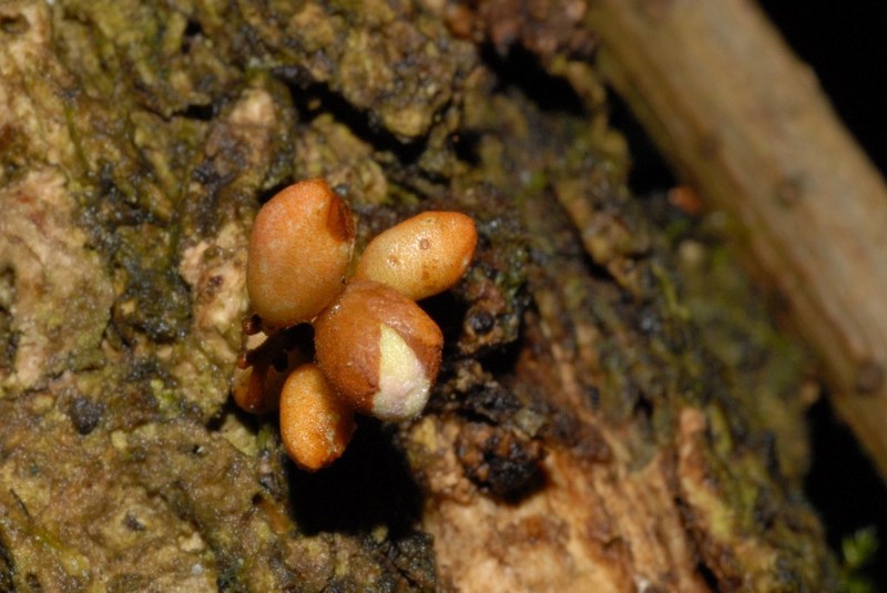 Colea comorensis photo 5