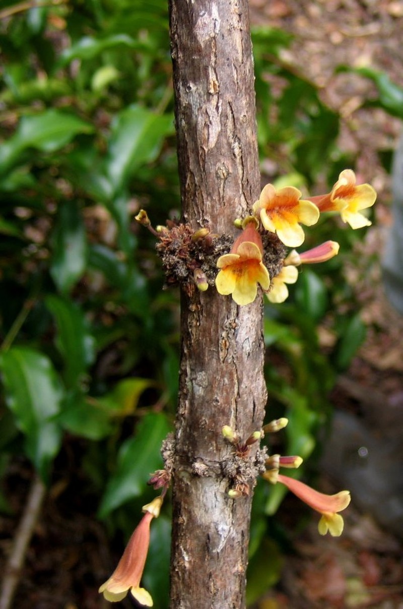 Colea darainensis