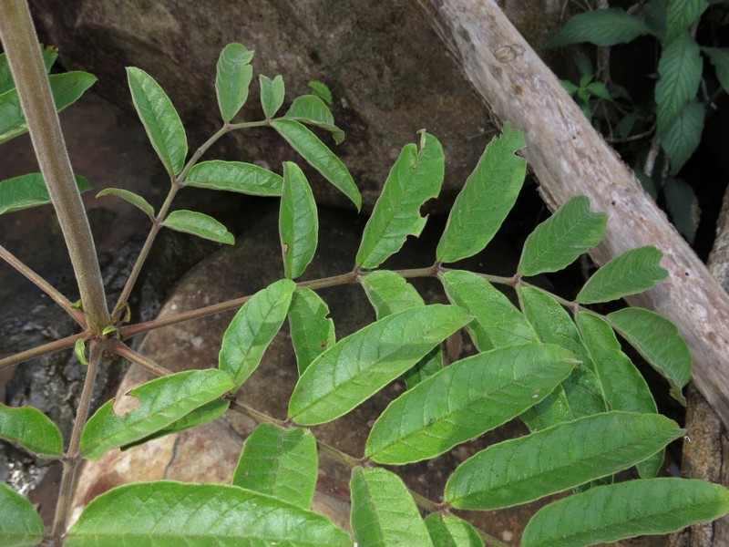 Colea decaryi
