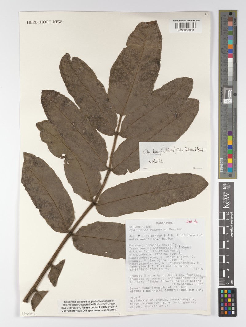 Colea decaryi photo 4