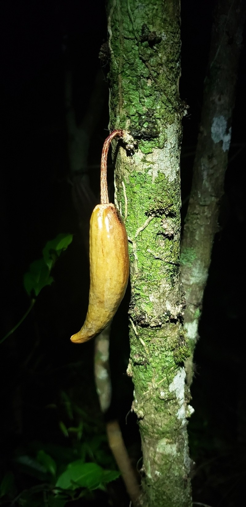 Colea delphinensis photo 2