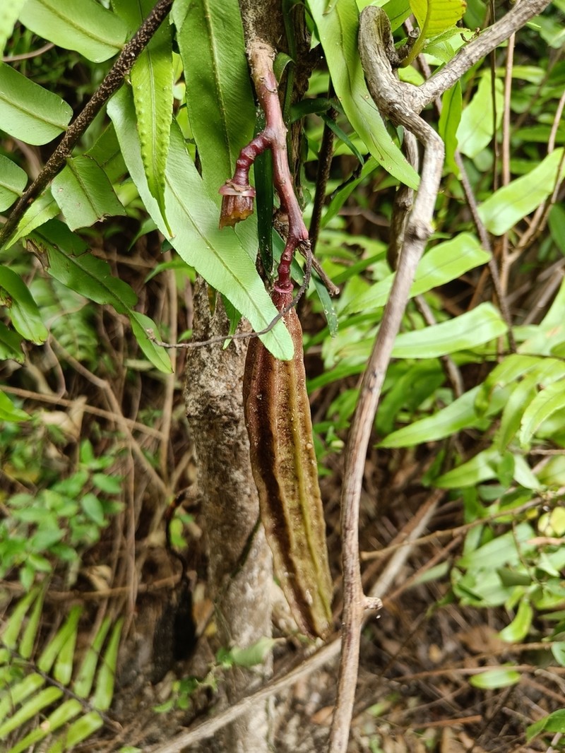 Colea delphinensis photo 3