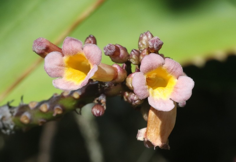 Colea delphinensis photo 5