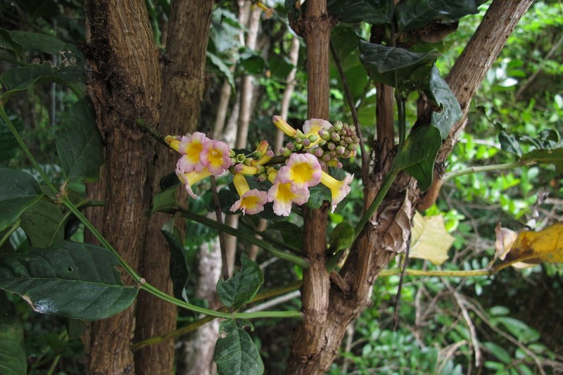 Colea delphinensis photo 6