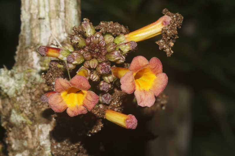 Colea delphinensis photo 7